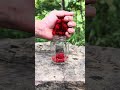 girl makes fruit juice with rare wild berries in the forest #camping #survival #lifehacks #outdoors