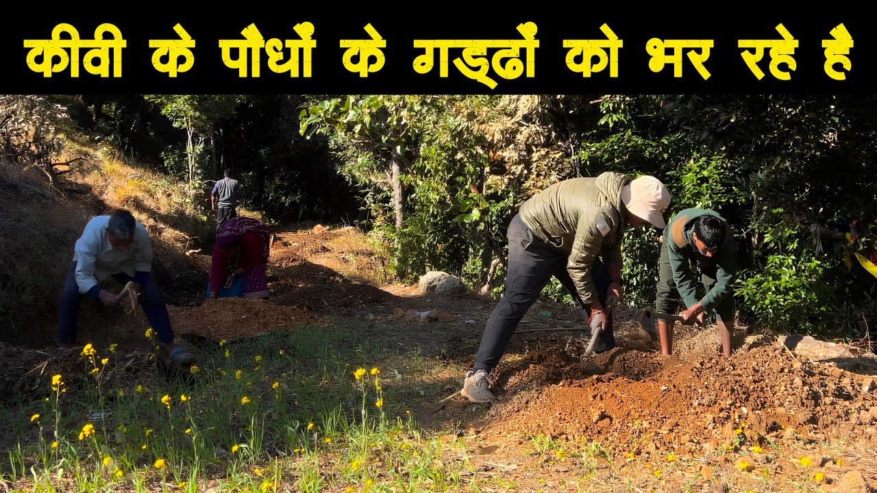 आज हम कीवी के पौधों के लिए तैयार किए गड्ढों को भर रहे है ⛏️