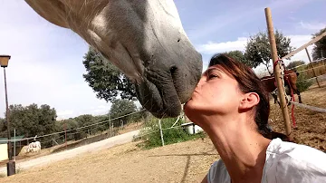 ¿Cómo demuestran amor los caballos a los humanos?