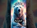 من الأقوى الدب القطبي أم الدب الرمادي حيوانات حيوانات برية مقارنه معلومات حيوانات مفترسه من الأقوى الدب القطبي أم الدب الرمادي حيوانات حيوانات برية مقارنه معلومات حيوانات مفترسه