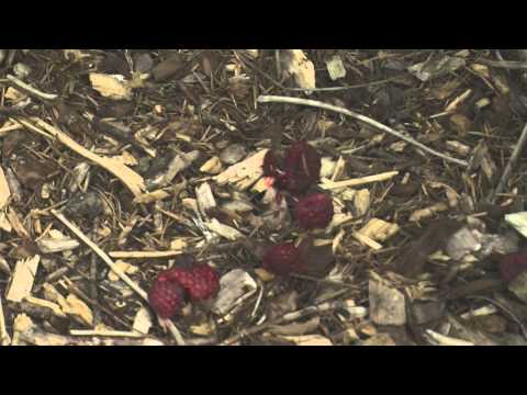 Video: Hvad er plettet vinget drosophila - Forebyggelse af plettet vinget drosophila i haver