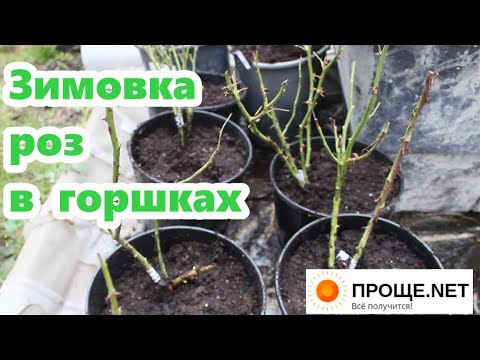 Посадка роз на зиму в горшки - основные правила🌹
