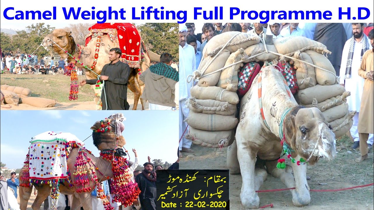 Camel Weight Lifting 2020 Full Programme Video