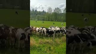 Murphy Meeting Cows for the First Time #Dogs #Funny #Pets