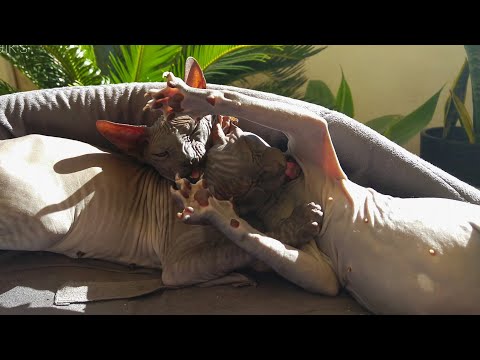 adorable-sphynx-kittens,-lovely-naughty-babies-🐾-cuteness-overload-|-don-sphynx