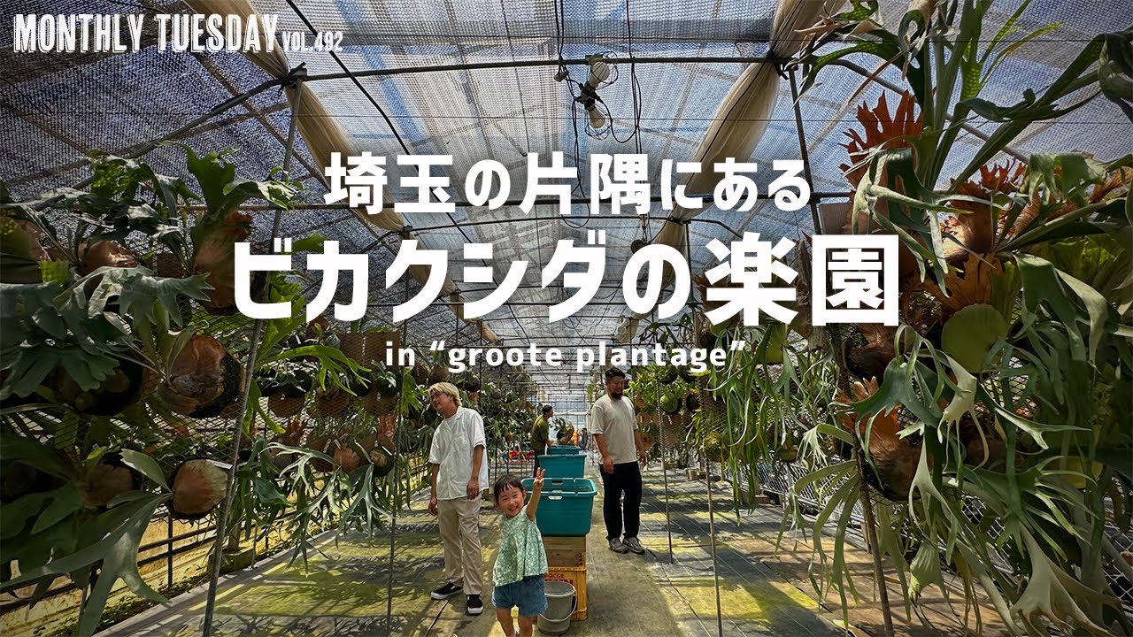 【埼玉園芸店巡り】埼玉の片隅にあるビカクシダの楽園groote plantageでビカクに沼る！