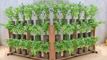 Top Gardening Expert Reveals BEST Method for Growing Celery FAST