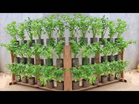 Top Gardening Expert Reveals BEST Method for Growing Celery FAST