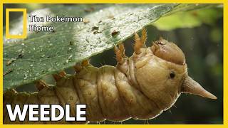 Weedle, Kakuna & Beedrill Explained As Real Animals The Pokémon Biome Doentary