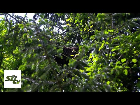SBTV - DNEVNIK
