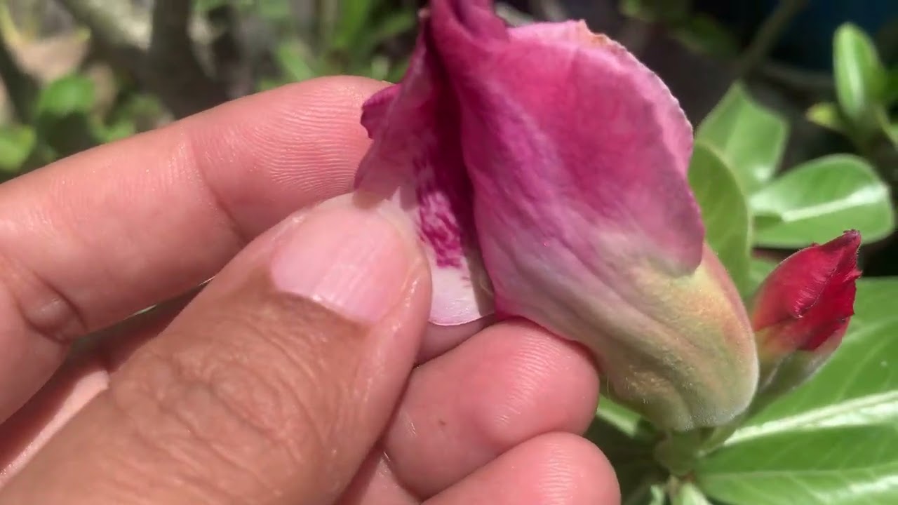 Oi meus seguidores um pouco das minhas flores e um feliz ano novo 🎆 pra todos vocês com saúde e paz 