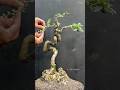 Like a Snake Standing, this is art