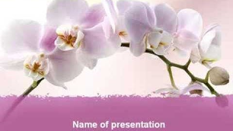Orchid PowerPoint Template by PoweredTemplate.com