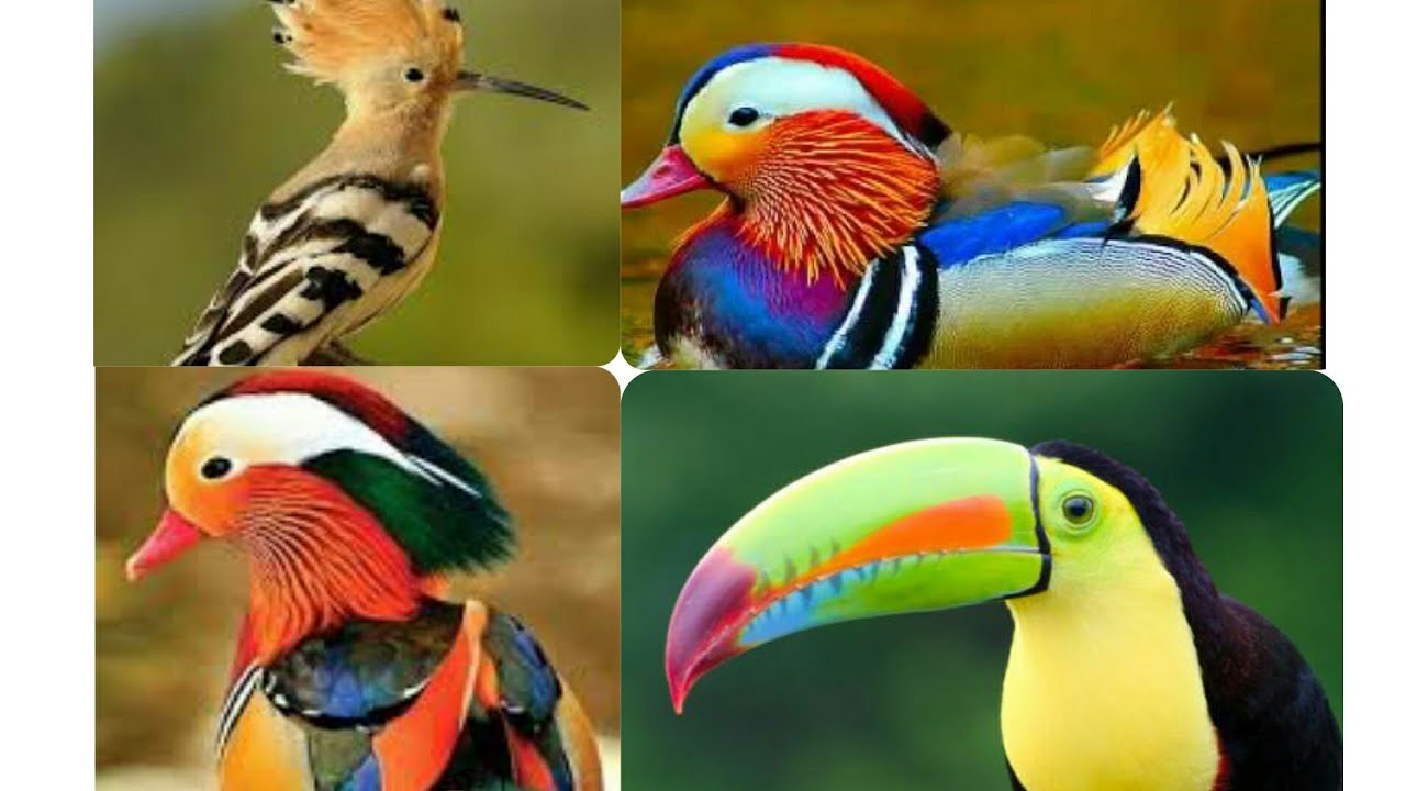 The Most Beautiful and Wonderful birds in World - YouTube
