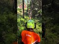 martinheljeved.se #arborist #tree #chainsaw #stihl