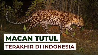 Macan Tutul Satu satunya di Indonesia #temansains