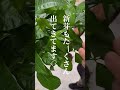 【枯れた時の対処法】とパキラの植え替え#観葉植物育て方 #観葉植物のある暮らし #観葉植物 #観葉植物インテリア #植物 #植え替え #パキラ #