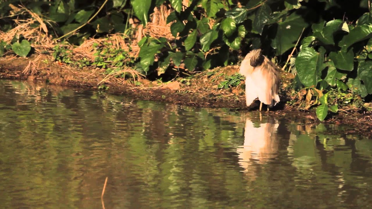 ♪鳥くん野鳥動画（石垣島）ジャワアカガシラサJavanPondHeron - YouTube