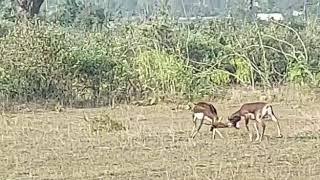 Fighting Of Black Buck.