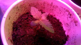 JUNKYARD 420 genetics BLACK CHEESE AND YETI OG