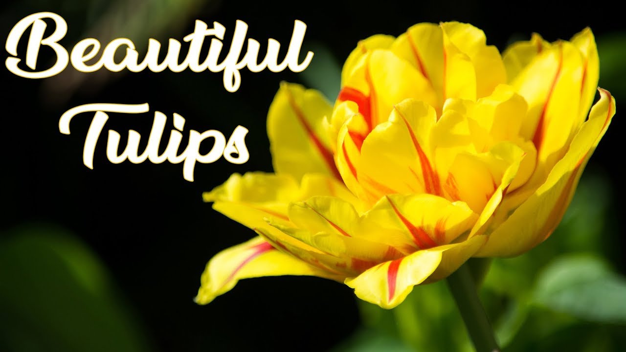 Beautiful Tulips Royalty Free Video, Free Download, No Copyright #
