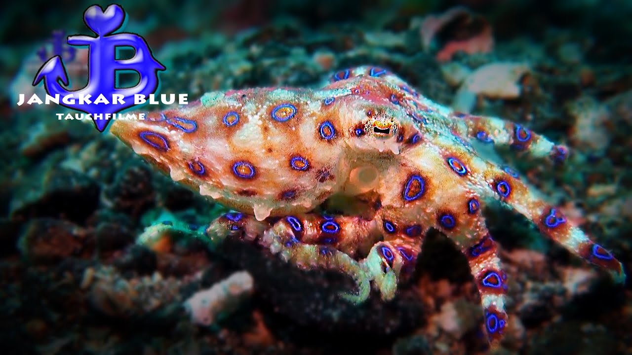 Blue Ringed Octopus Diving Jangkar Hd Nad Lembeh Iii Youtube