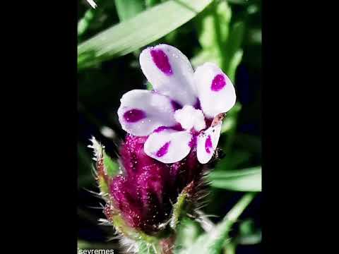 Anchusella variegata ή Αγχουσέλα η ποικιλόχρωμη