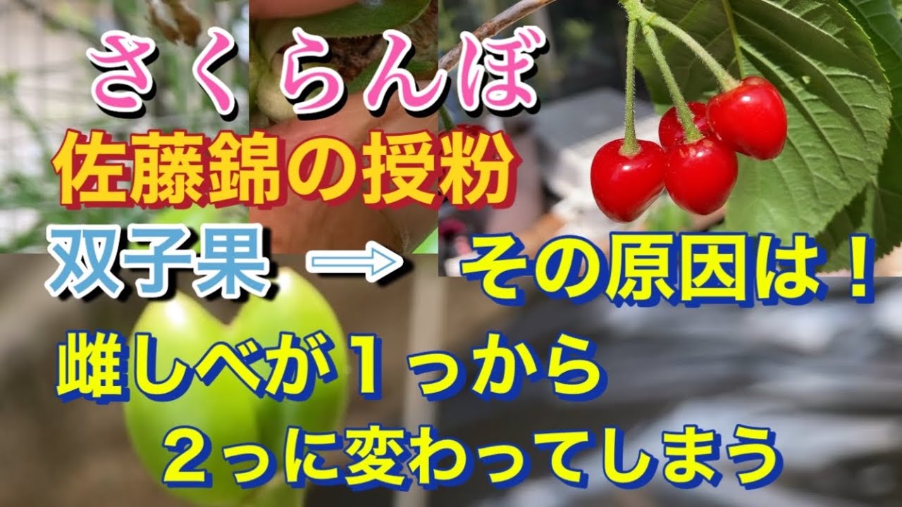 双子 さくらんぼ 二つで一つ さくらんぼ 双子の通販