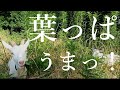 【雑草が消えた!】ヤギの力で変わる耕作放棄地!4週間後の劇的変化