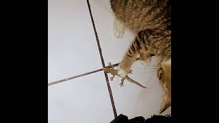 KUCING DAN CICAK || EPS 01 #kucing #kitten #cat #persia #serigala #oren #the #oyen #viral #shortvidi