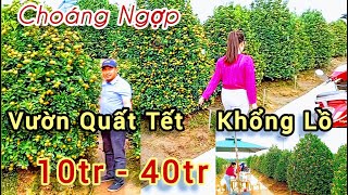 Hoành tráng vườn Quất tết khổng lồ giá từ 10tr - 40tr quá đẹp ở nam định | Duy Linh