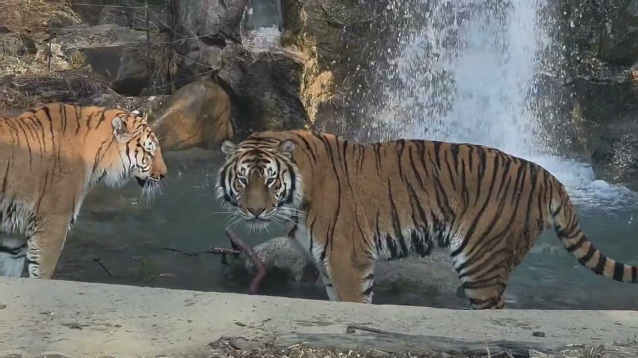 신나구나#DaUn#NaRa#Everland#TigerValley#