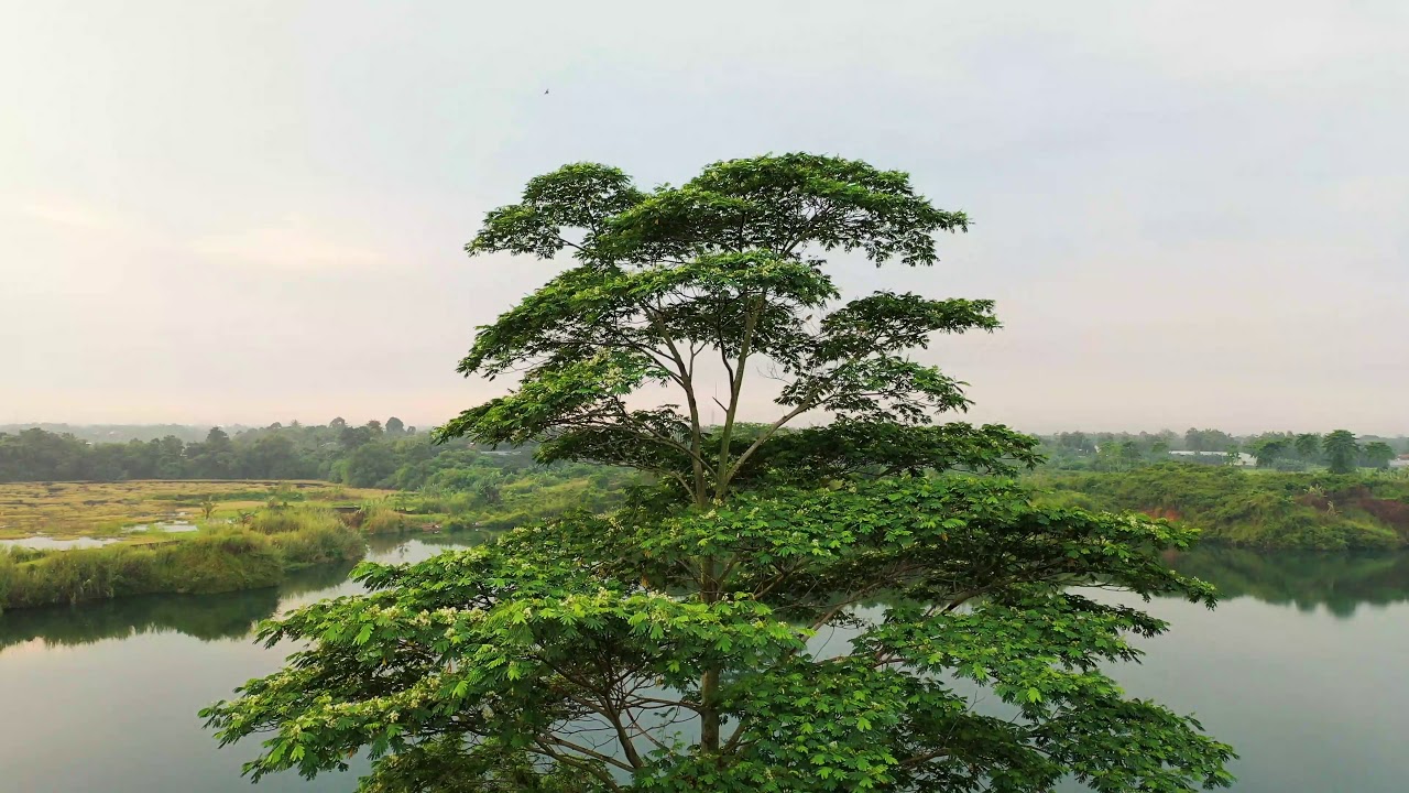 أكبر شجرة كاجو في العالم