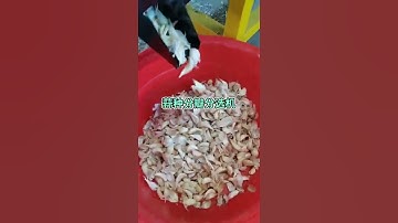 garlic separating and sorting machine