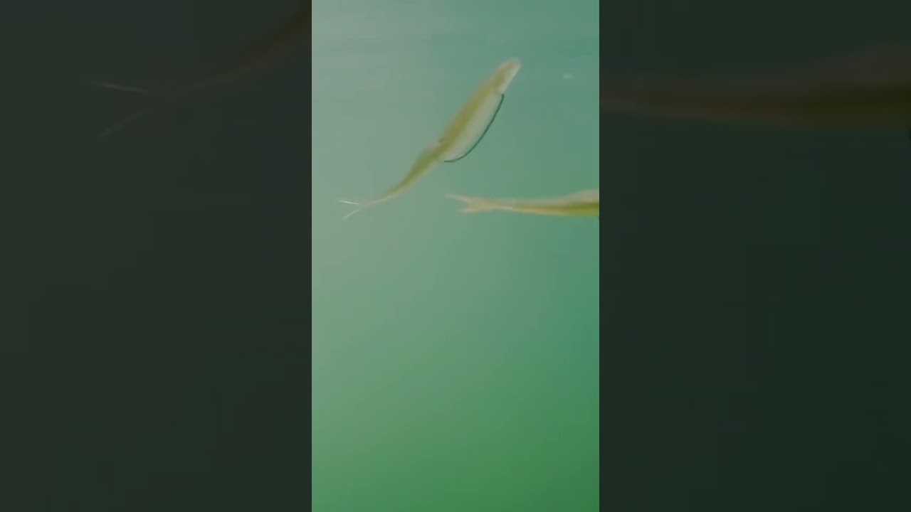 This 🤐set up will help you catch big bass👍