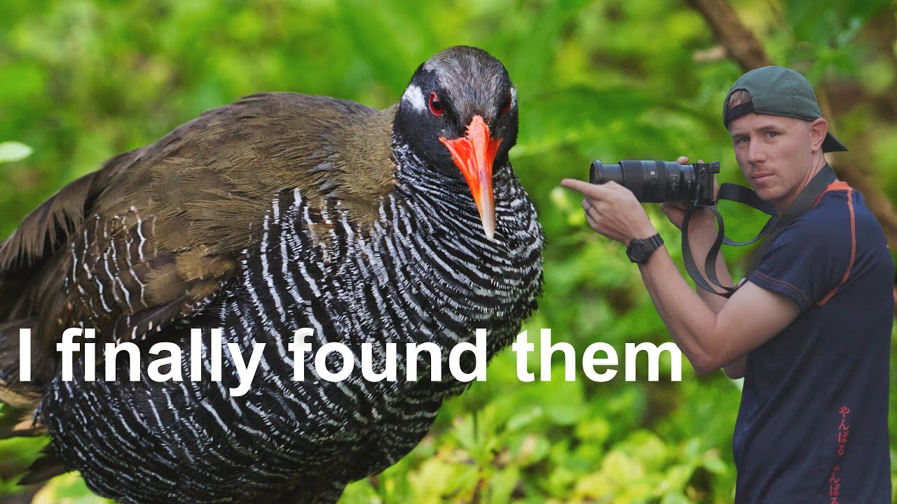 岸本ウラチ　ヤンバルクイナ He finally found the endemic bird of Okinawa, Yanbaru kuina - YouTube