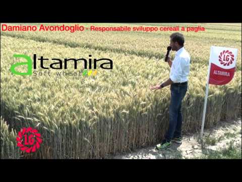 Video: Fertilizzante Diammofosk: Composizione E Istruzioni Per L'uso In Autunno Per Fragole E Per Frumento Invernale, In Giardino