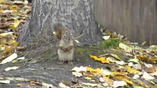 Ardilla En Chena Hot Springs Mvi 8475