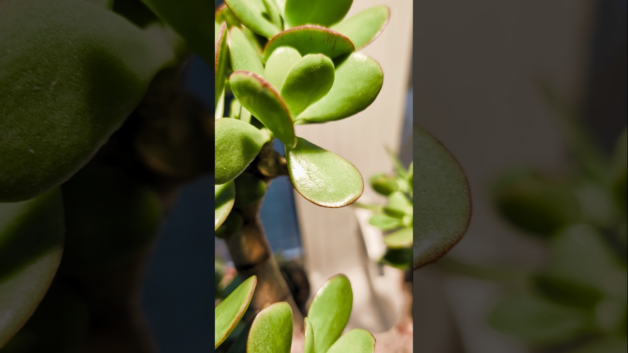 never guess when to water a jade plant again - YouTube
