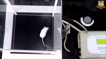 IR-Actimeter (Panlab) I Actophotometer Test I Mouse Locomotion Study I Behavioral Study I Harvard