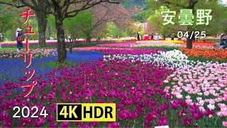 : 2024 (4K-HDR) Tulips At Alps-Azumino Park(UHD-HDR)