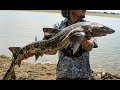 SHARK Catch and Cook | How To Properly Harvest A Leopard Shark