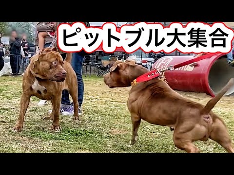 【一目惚れ注意】ピットブルのオフ会に行ったらヤバい犬しかいなかったw