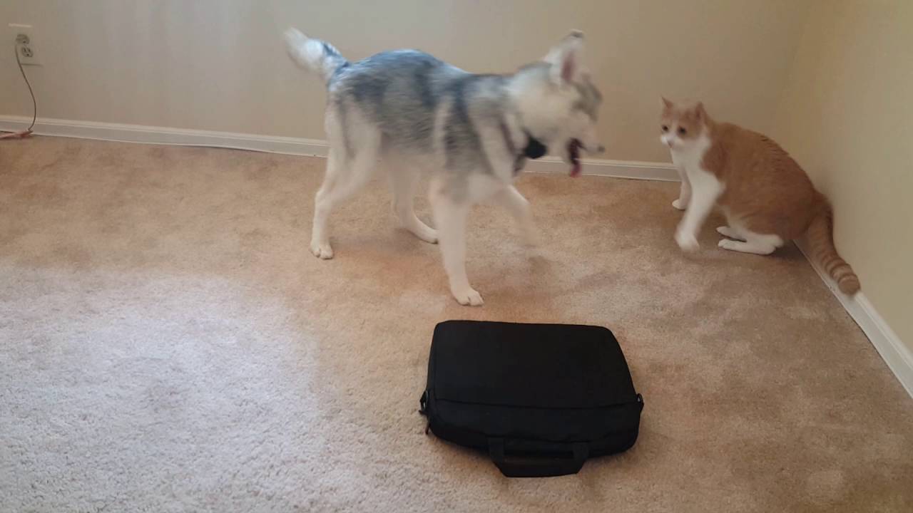 Youtube Cat Vs Dog A Trick Contest Youtube Cat Vs Dog A Trick Contest