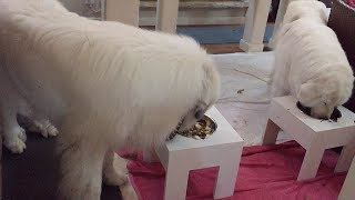 たくさん遊んで、たくさん食べたルンルンとアランです　Great Pyrenees　グレートピレニーズ