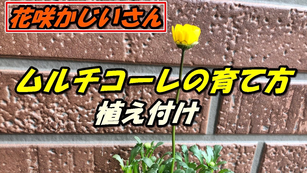 花 ムルチコーレの育て方 植え付け Youtube