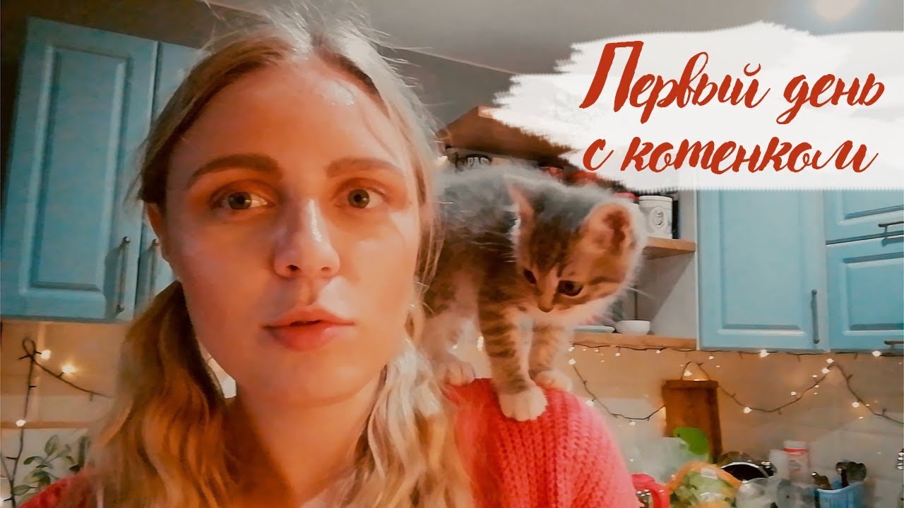 Котенка задавила машина