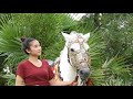 Wow!! Fantastic White Horse Training How To Teach Your Horse At Home