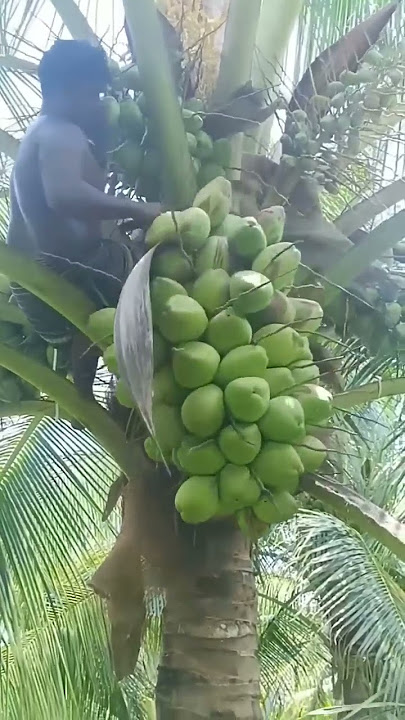 🌴Beautiful Coconut tree #trending#amazing#shorts#youtubeshorts#video#reels#2024#happy#youtube
