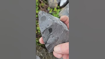 20240429 fossil hunt  #rockhunter #nature  #rockhounds # fossils #rockhound # fossil #BC ammonites